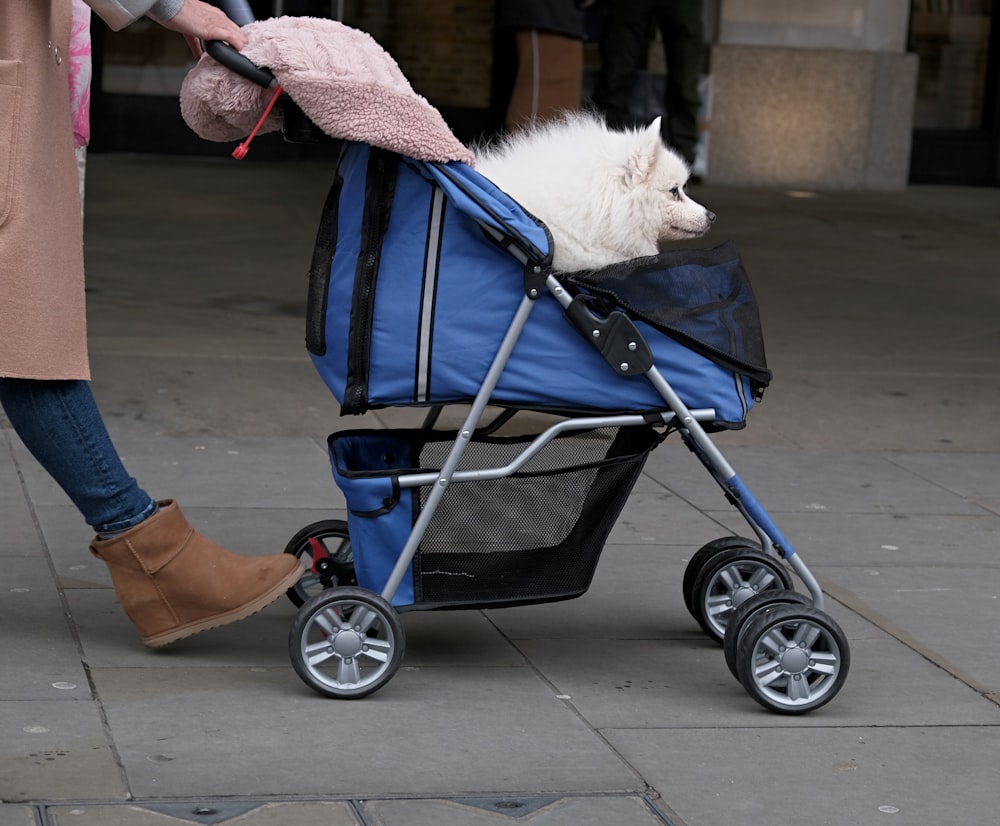 white dog on stroller