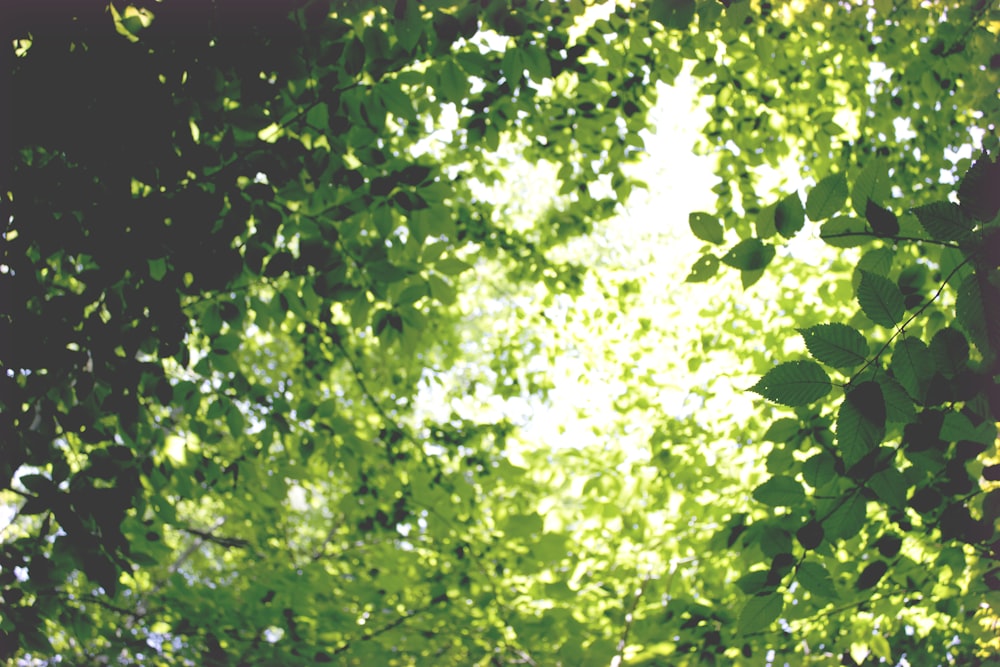 alberi a foglia verde