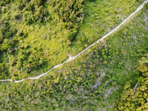 A serene view of the Camino de Santiago trail winding through lush green hills