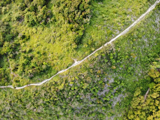A serene view of the Camino de Santiago trail winding through lush green hills
