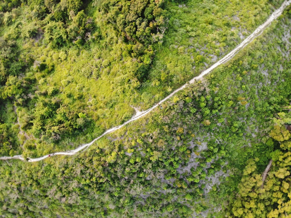 Luftbild des Waldfotos