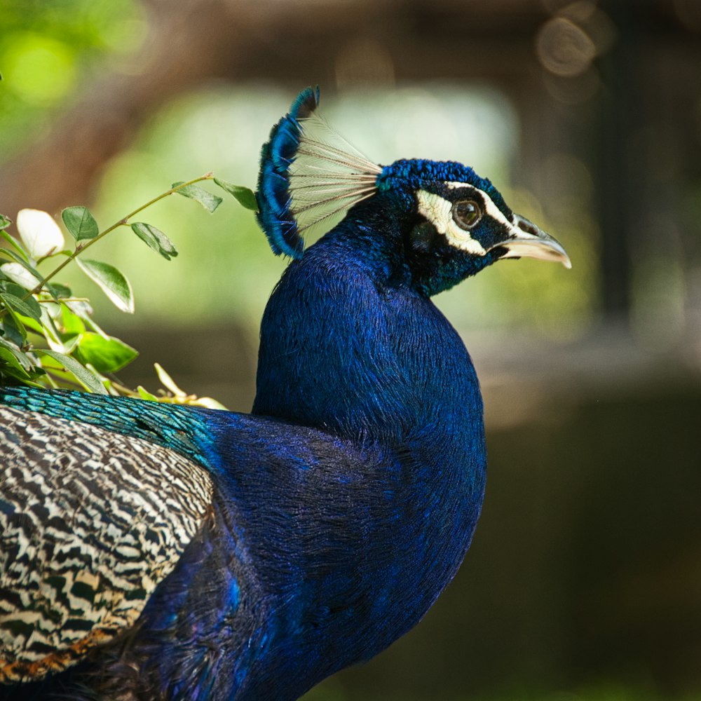 blue and yellow peacock