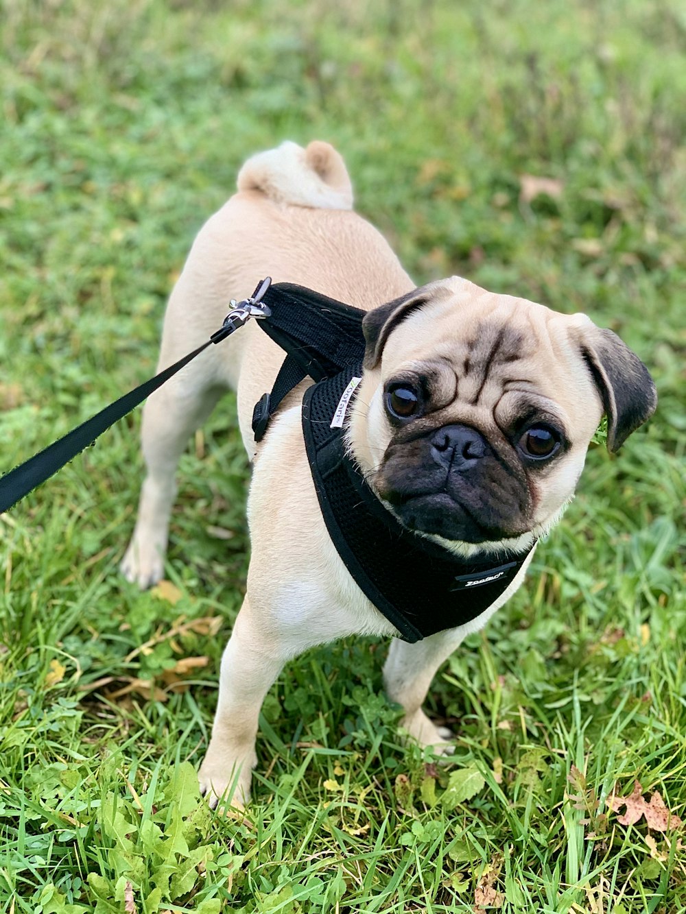 Fawn pug