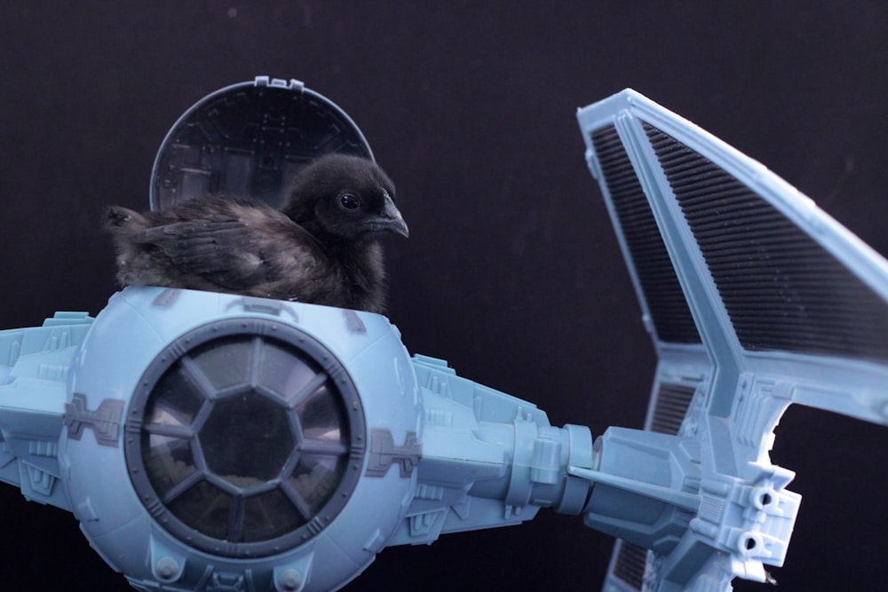 shallow focus photo of black bird riding TIE fighter scale model