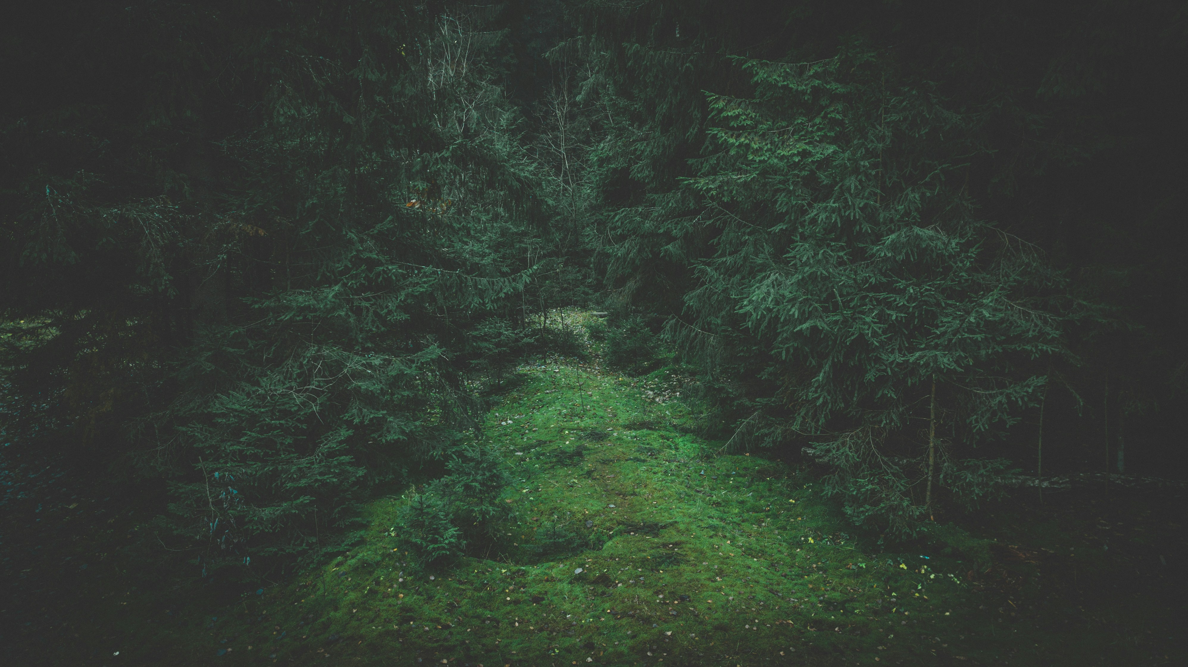 lined trees during daytime belarus teams background