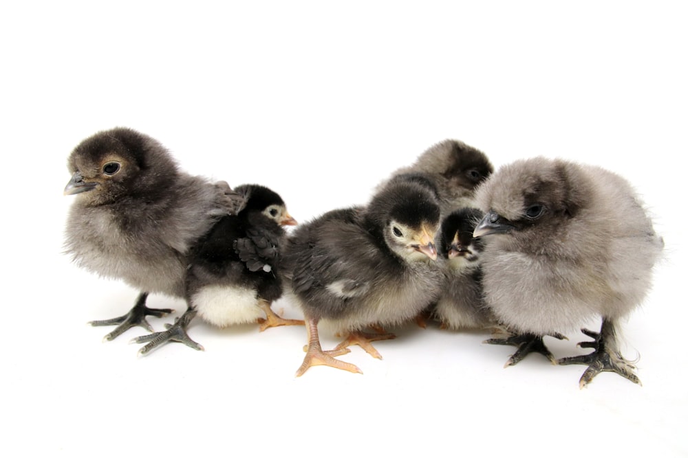six gray-and-black chicks illustration