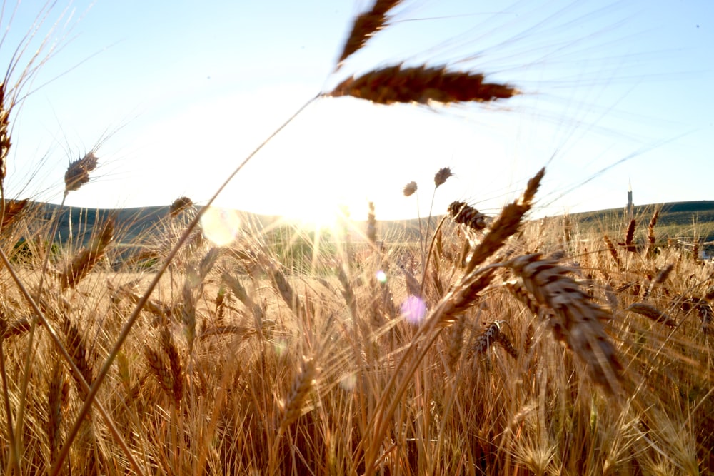 brown wheat field