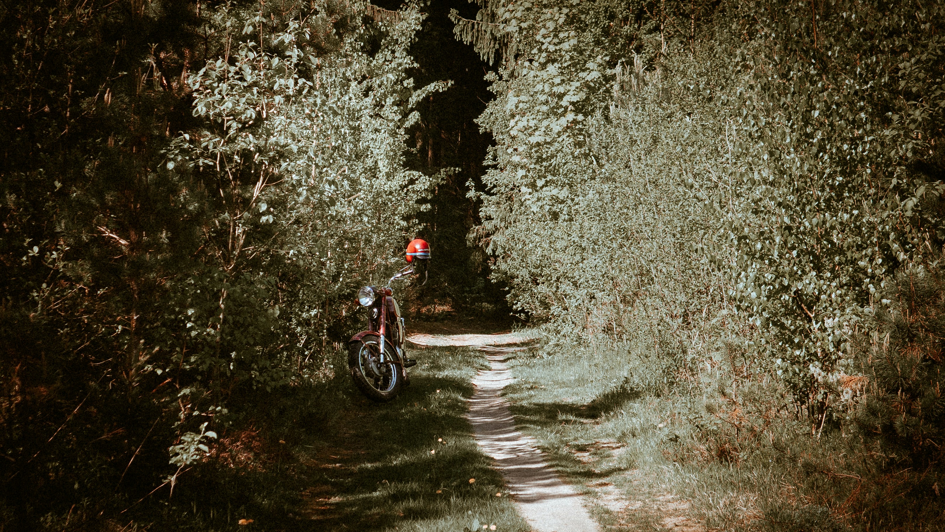 grey leafy plant near road