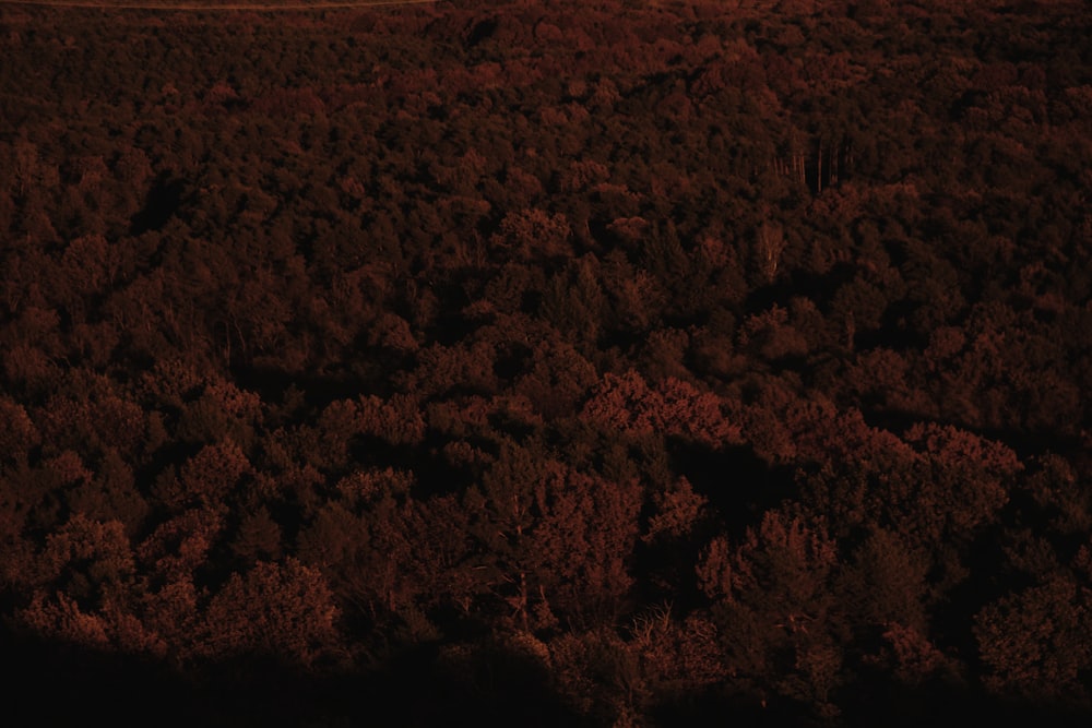 an aerial view of a forest at night