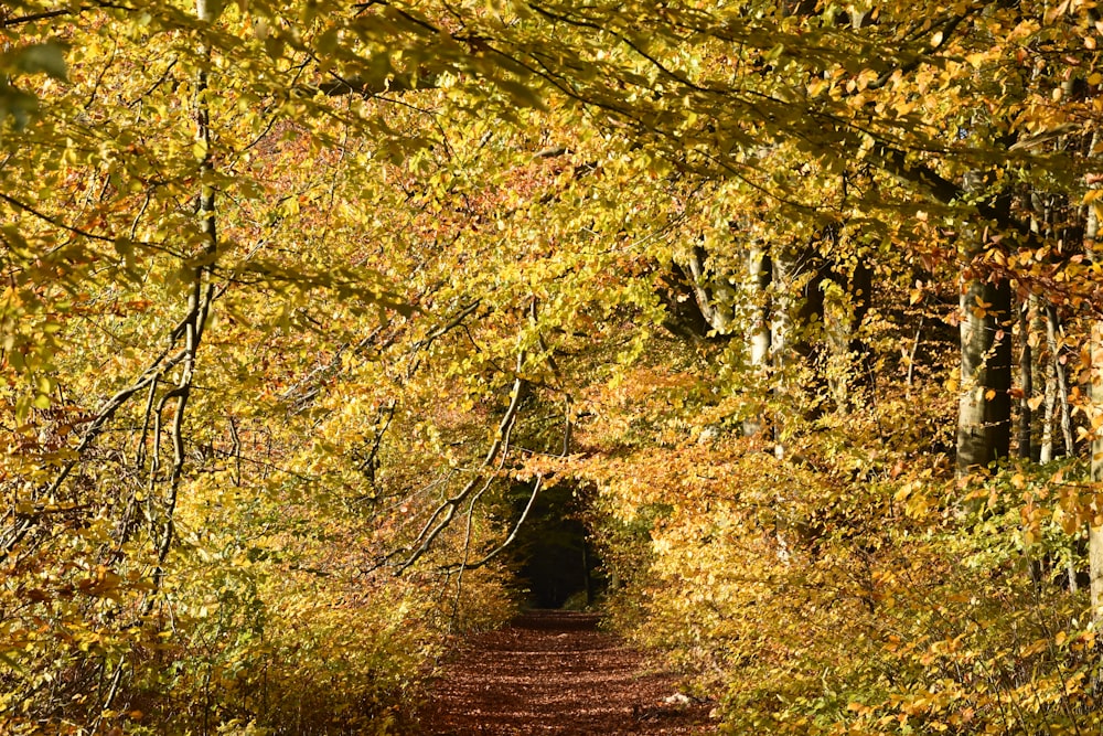 yellow leaf trees