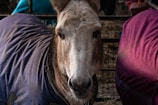 A donkey with a light brown face and ears is looking directly at the camera. It is wearing a dark blue blanket and standing next to another animal in a magenta blanket. The background features a metal fence and a hay-covered ground.