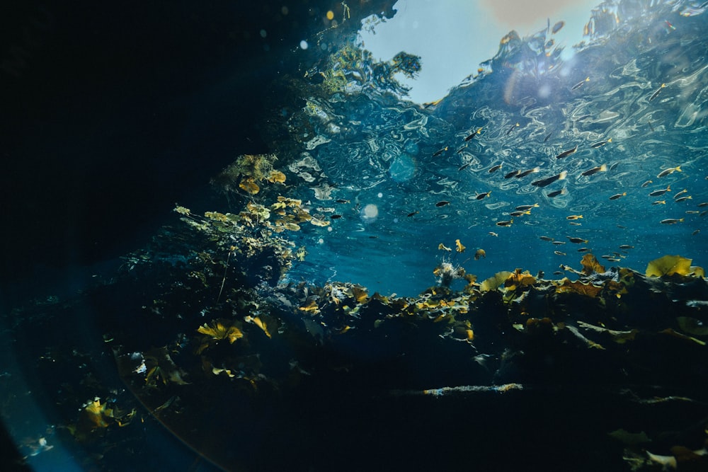 fishes swimming underwater during sunny day