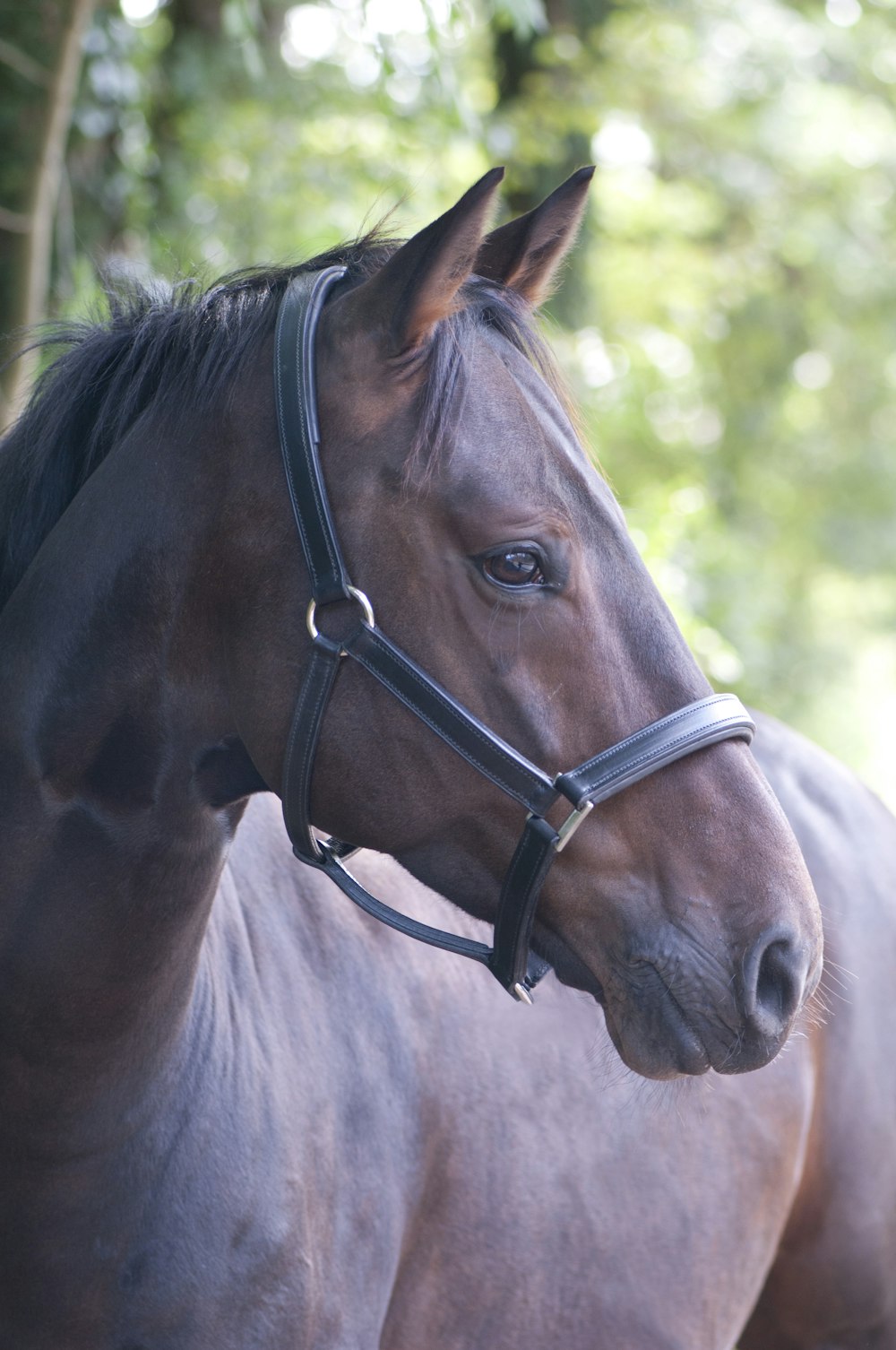 Caballo marrón