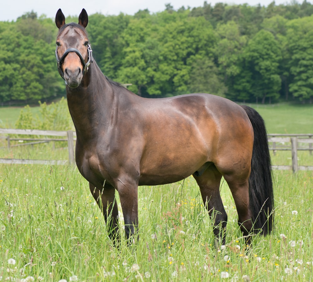 Caballo marrón en el bosque