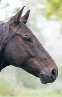 closeup photo of brown horse