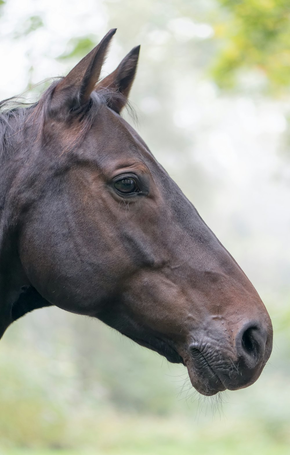 closeup photo of brown horse