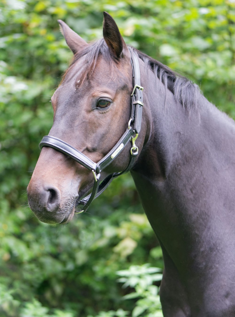 closeup photo of horse near trees