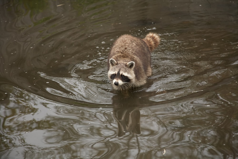 raccoon in lake