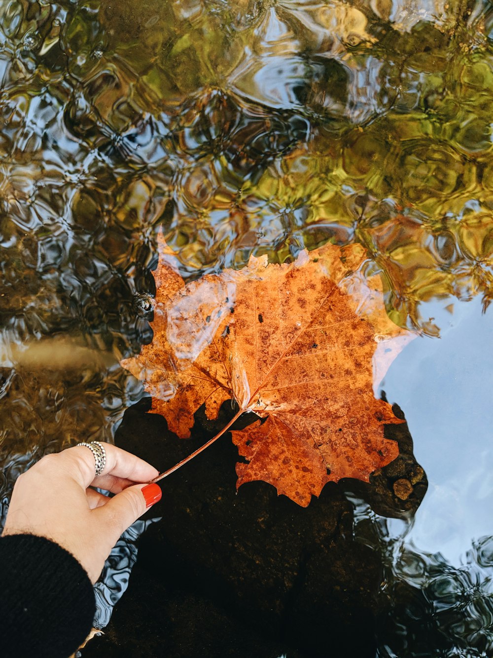 person holding dried leaf