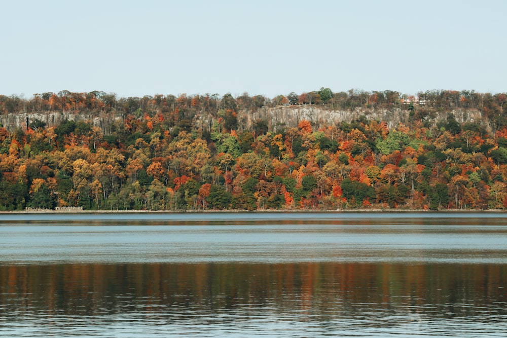 lake in forest