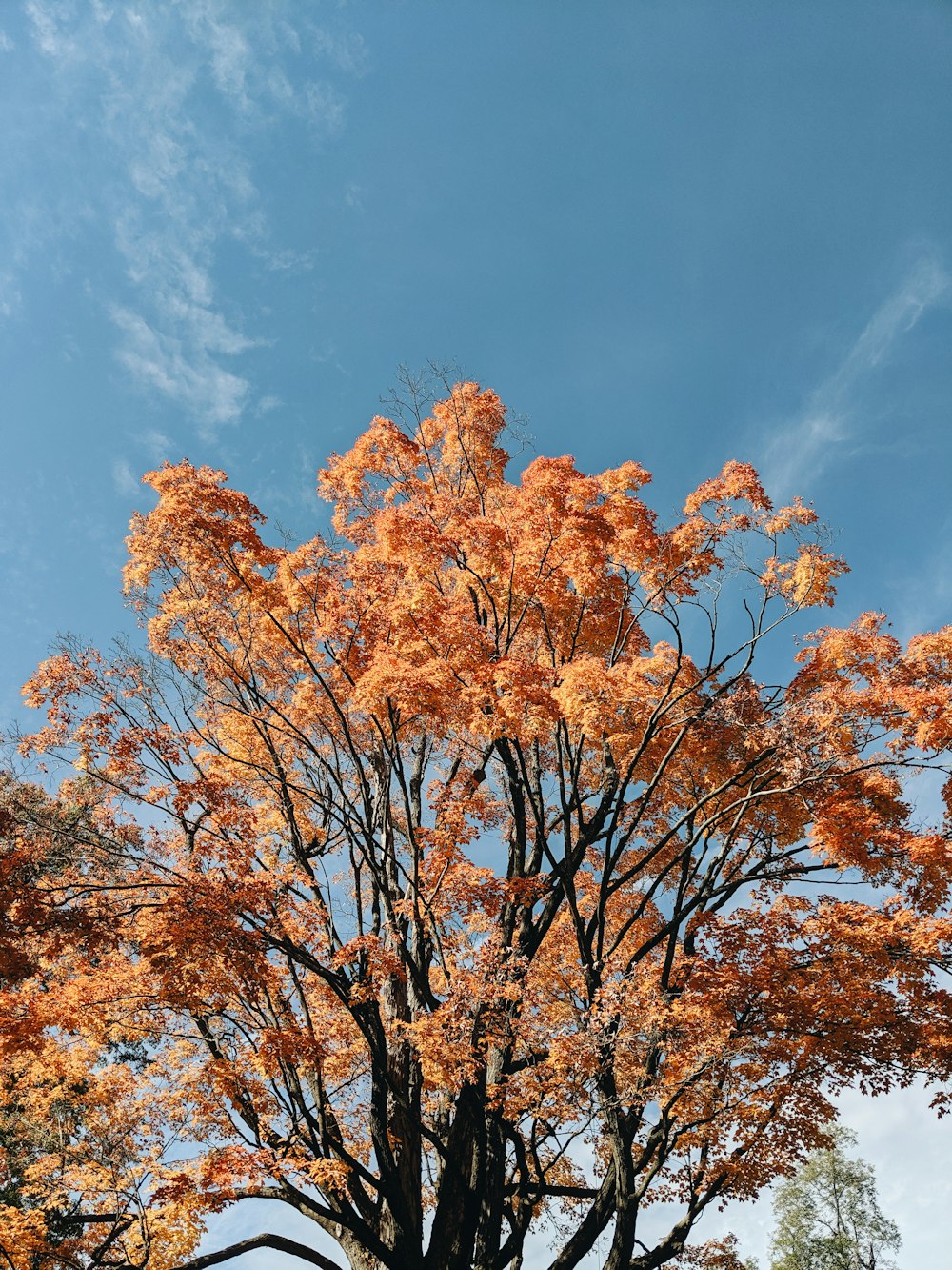 brown tree