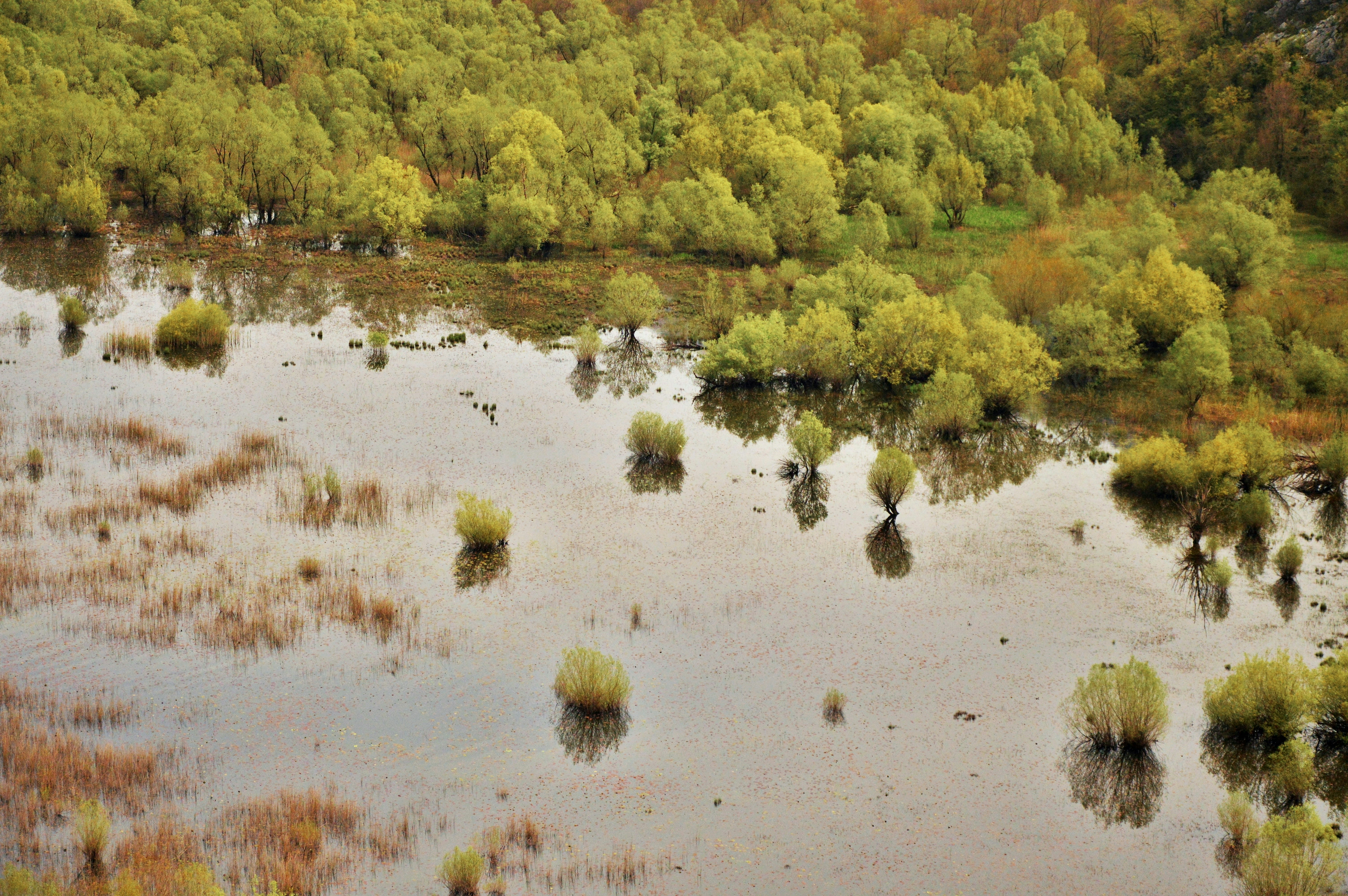body of water near green trees
