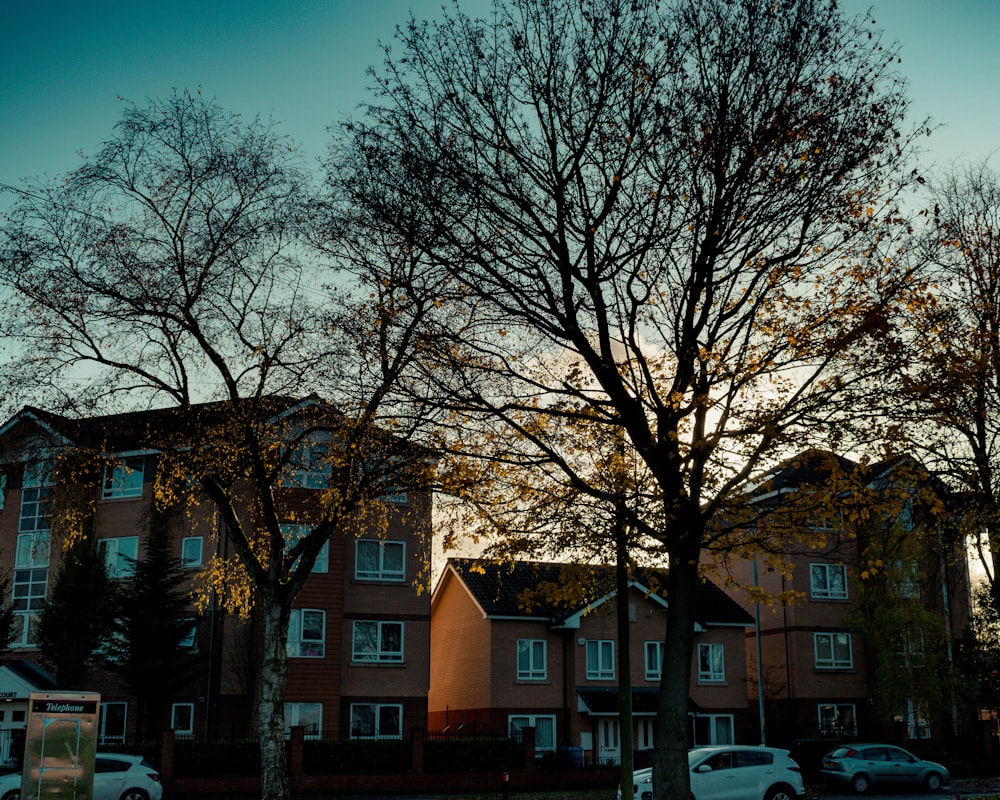 bare trees in front of houses