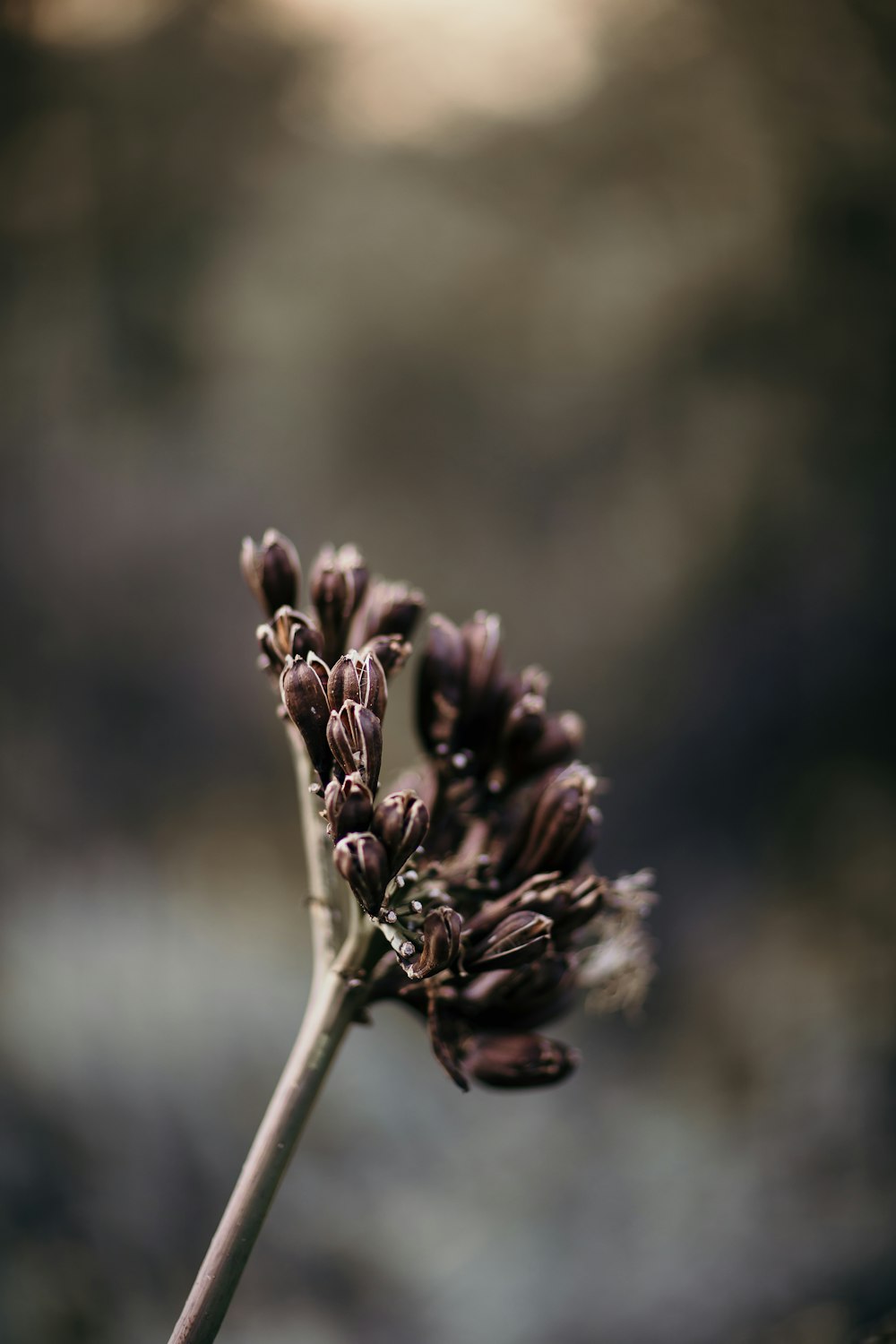 macro photography of brown petaled flower