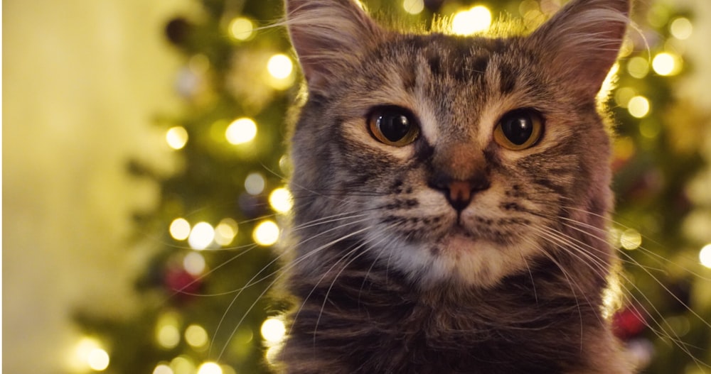 a close up of a cat near a christmas tree