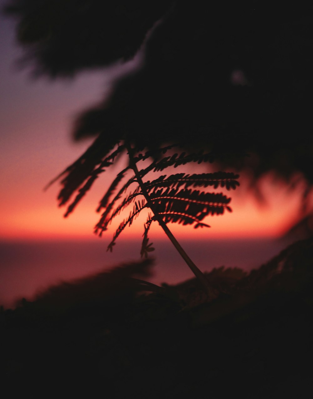 silhouette of plants