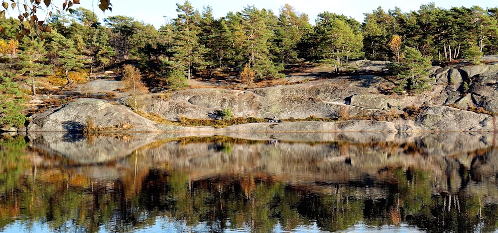 body of water surrounded with green trees