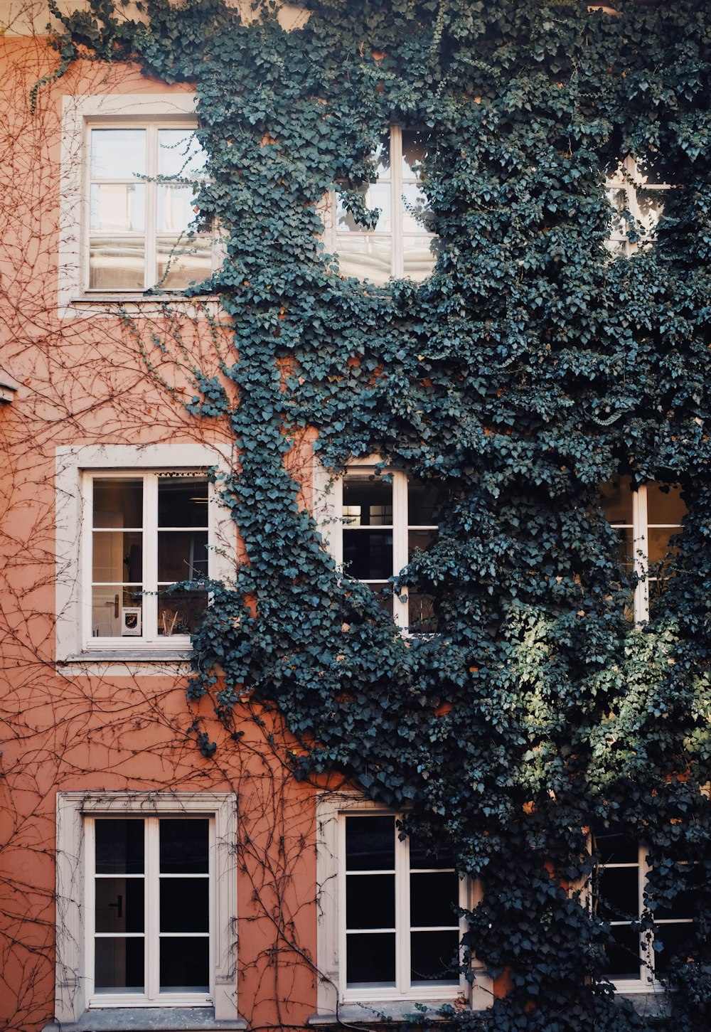 brown concrete building covered by green vine plant