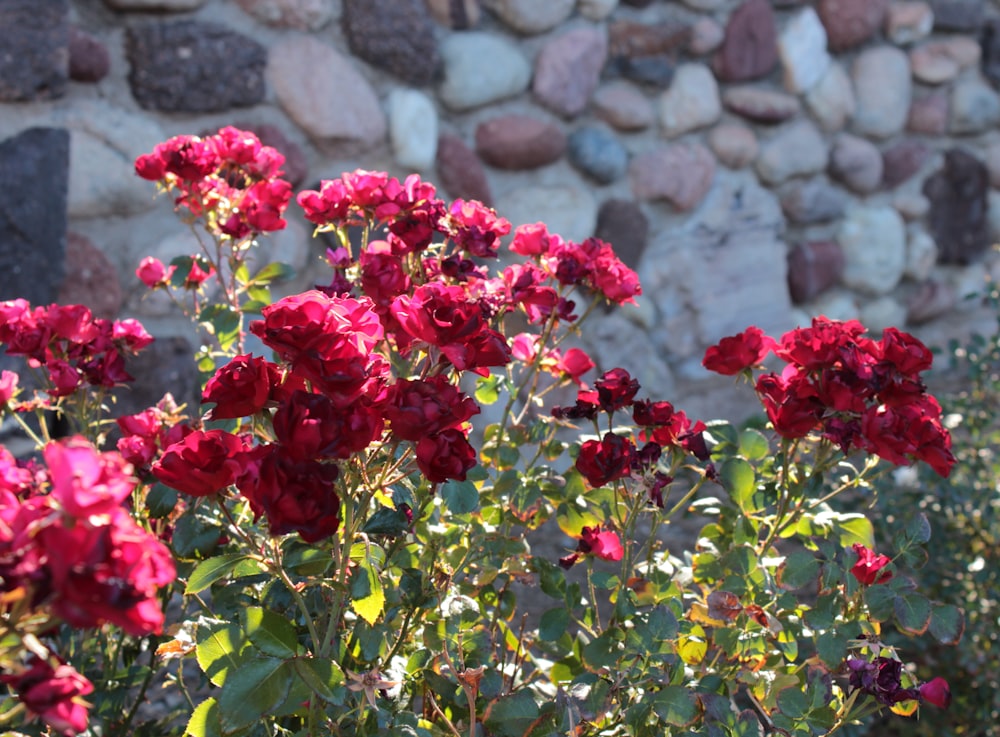 flores de pétalas vermelhas