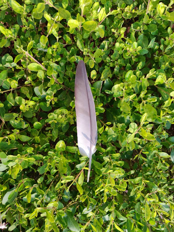A serene feather resting softly on a calming natural backdrop symbolizing peaceful holistic healing.