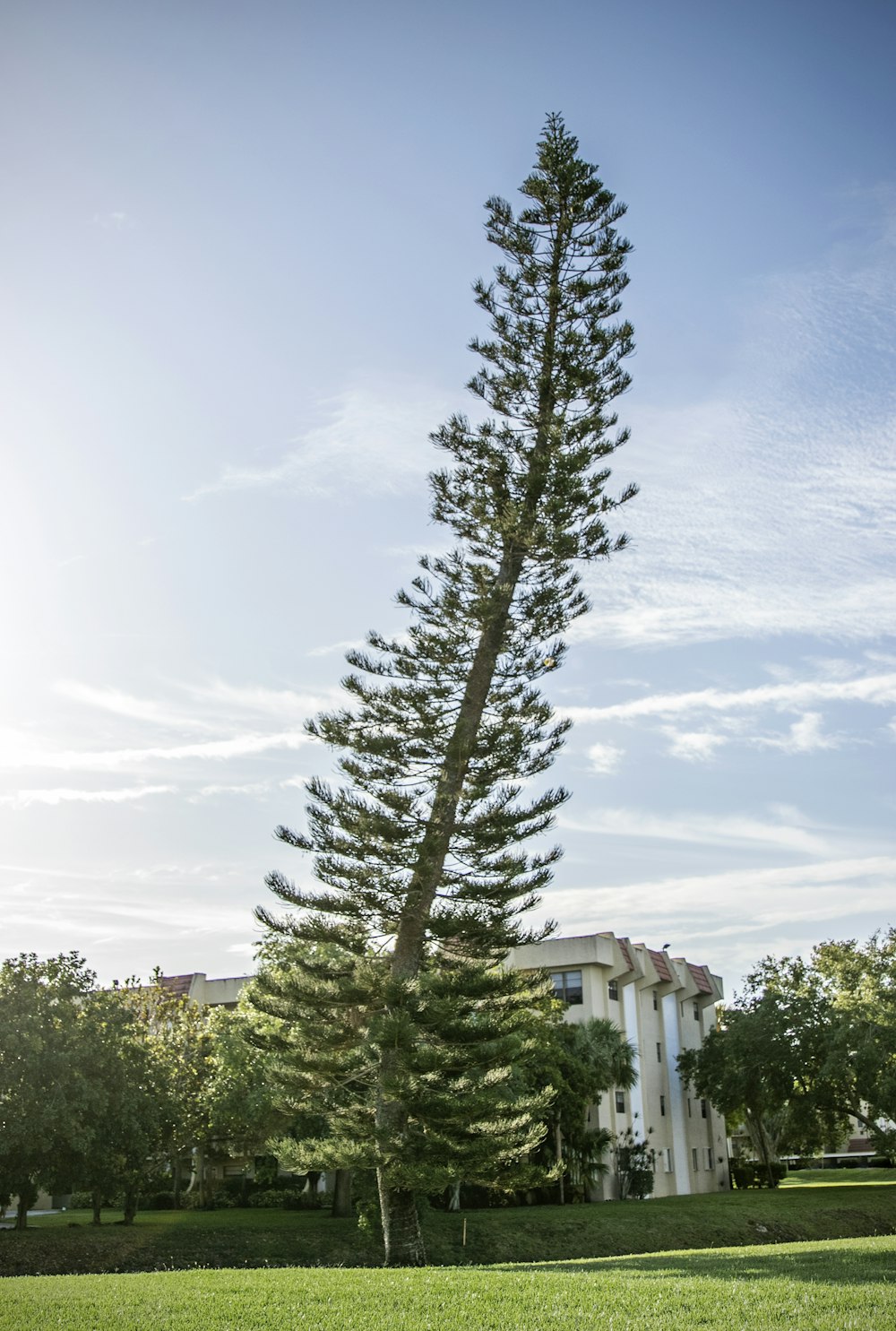 albero verde