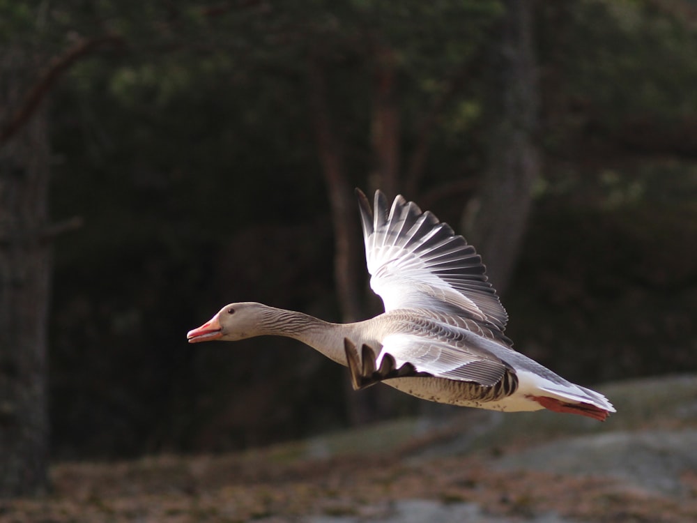 selective focus photography of white and black duck