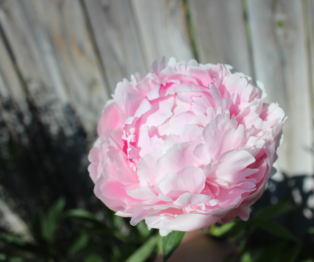 ピンクの花びらの花