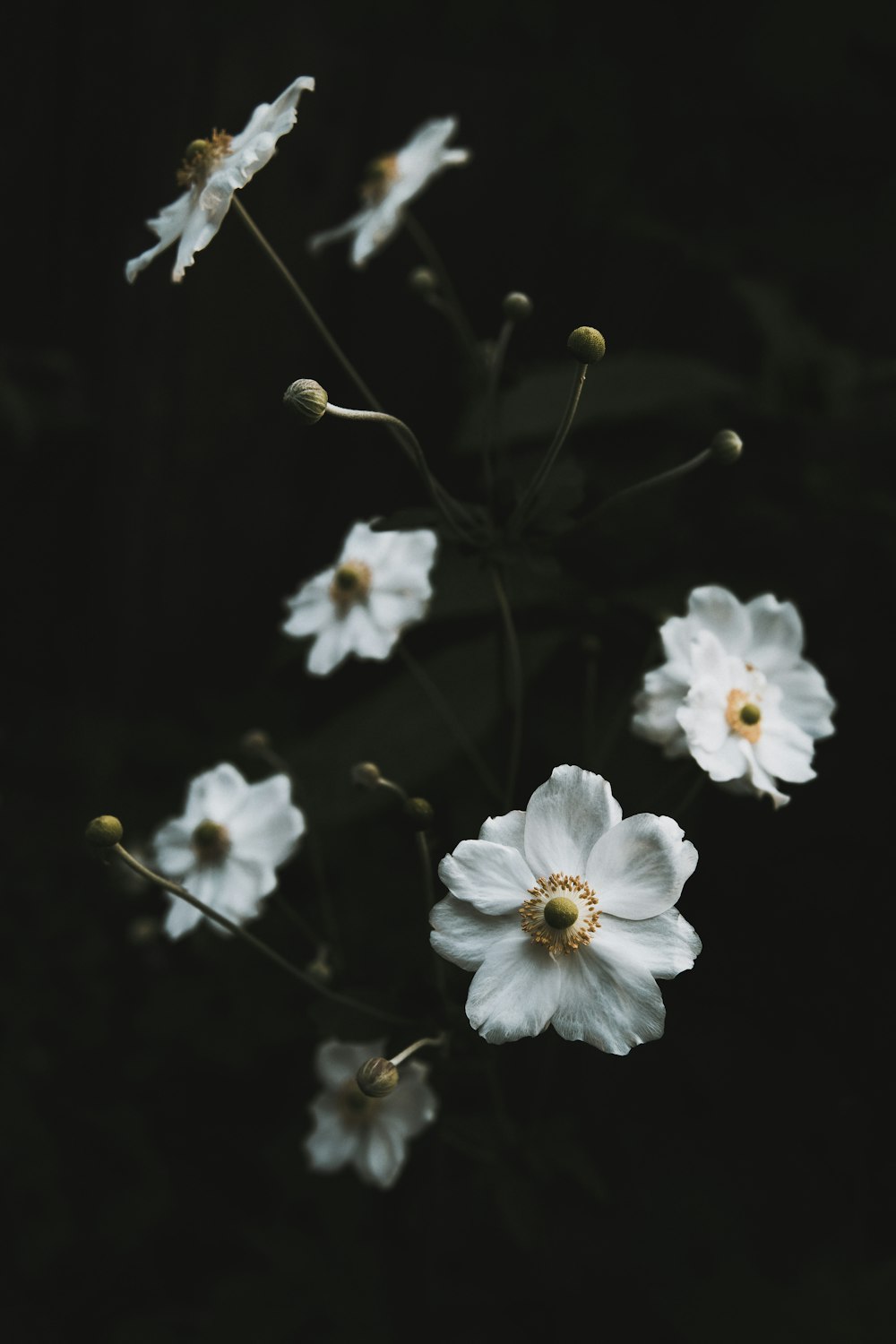 white-petaled flowers