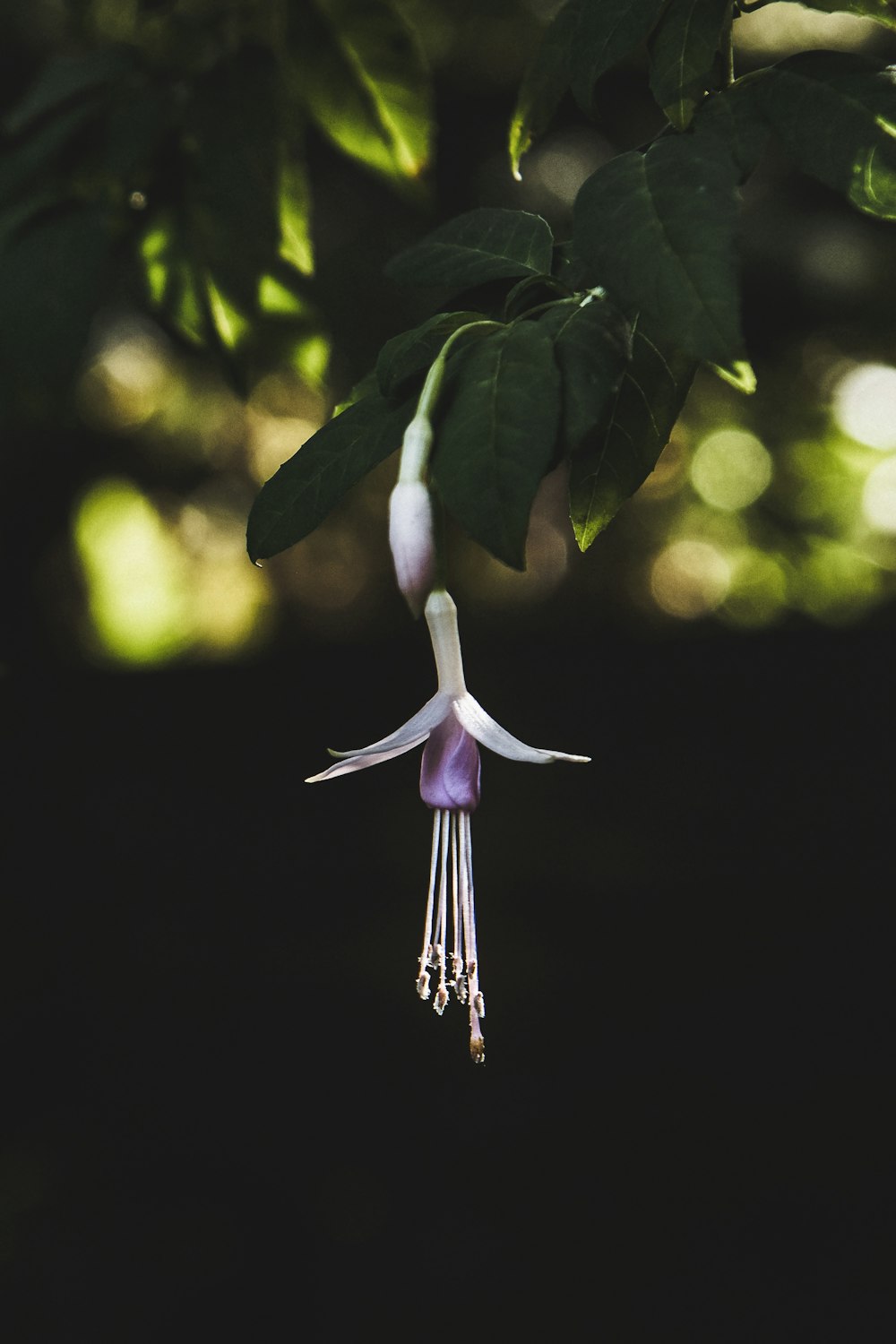 white-petaled flower