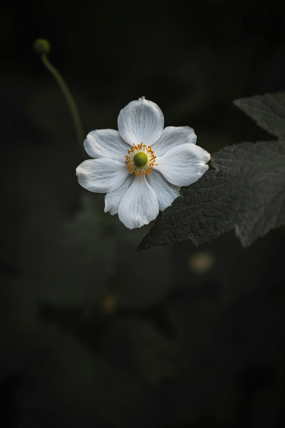 selective focus photography of white-petaled flower