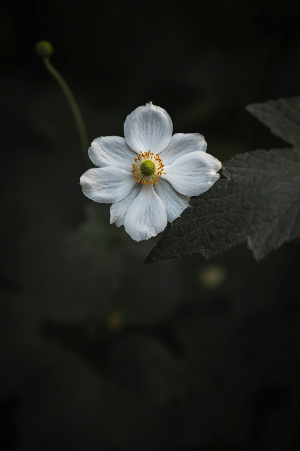 selective focus photography of white-petaled flower