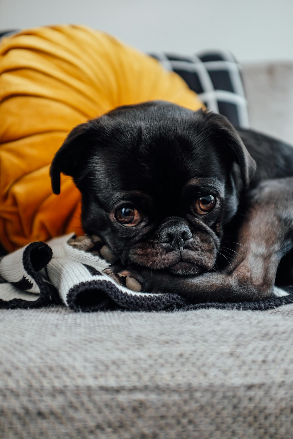 filhote de cachorro preto de pelagem curta