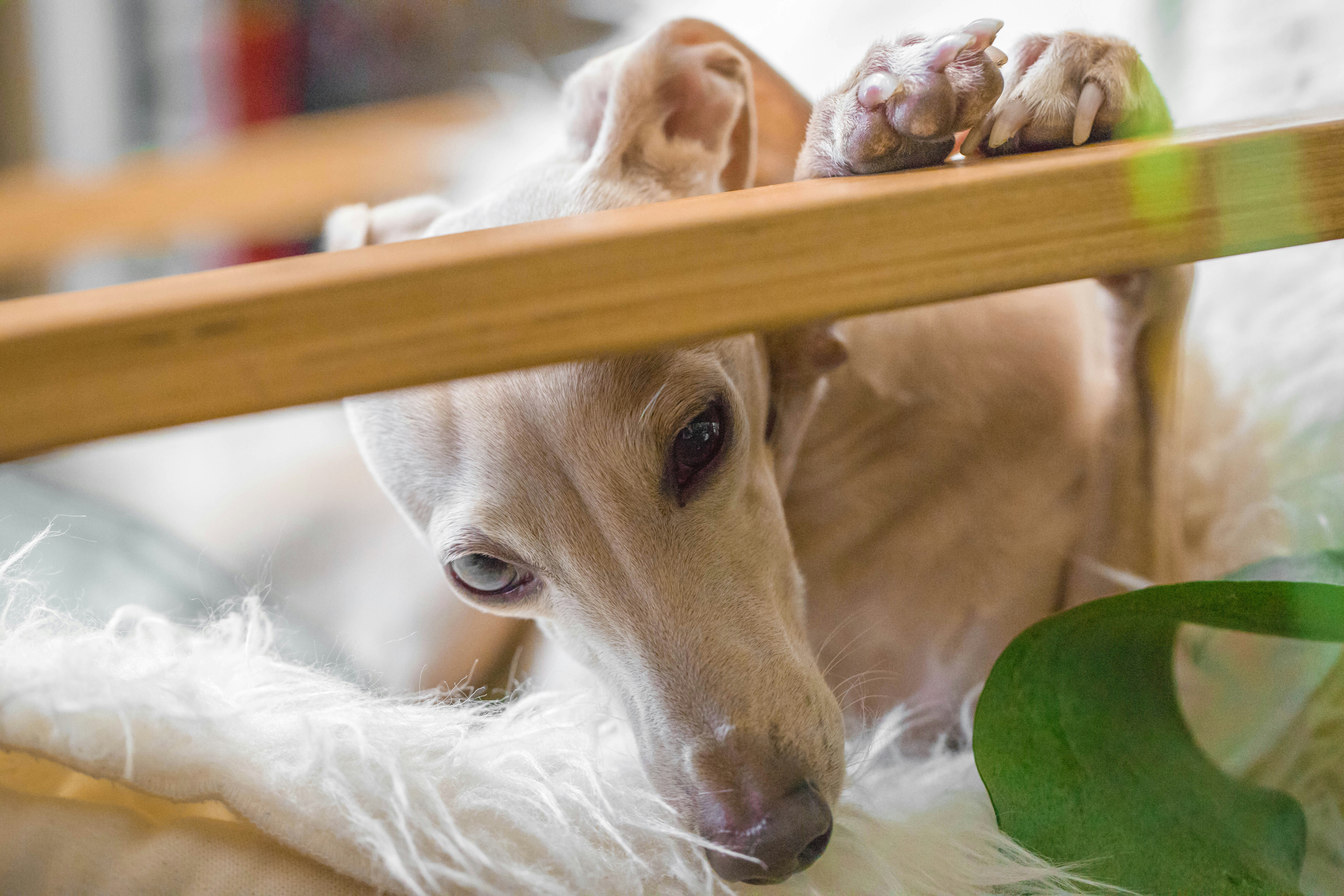 Calm dog lounging after eating a treat that works for its sensitive stomach