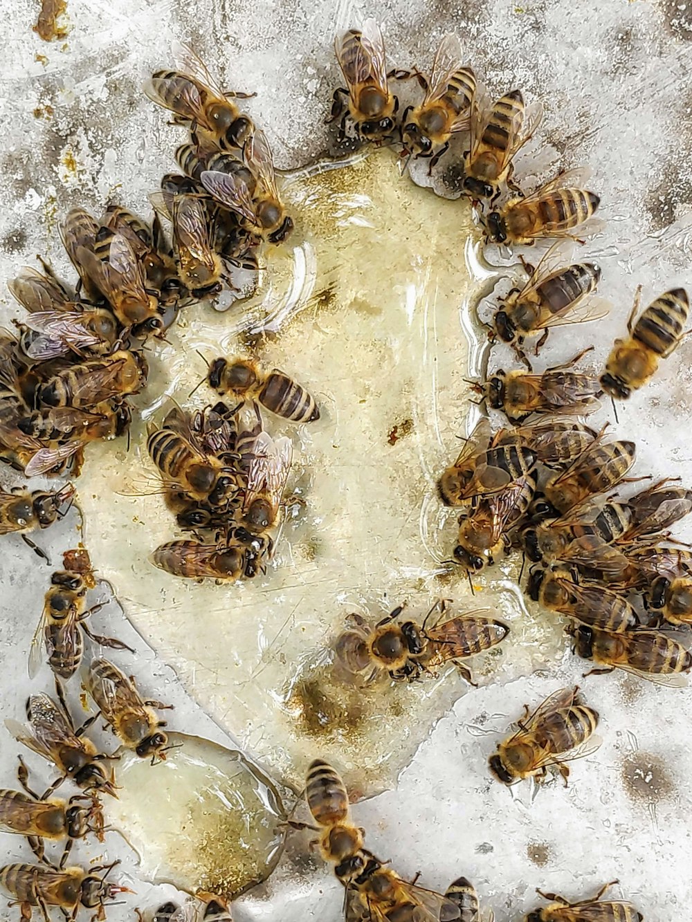 group of bees