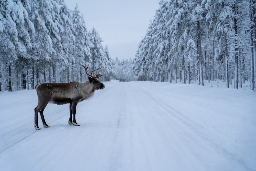 moose on snow road