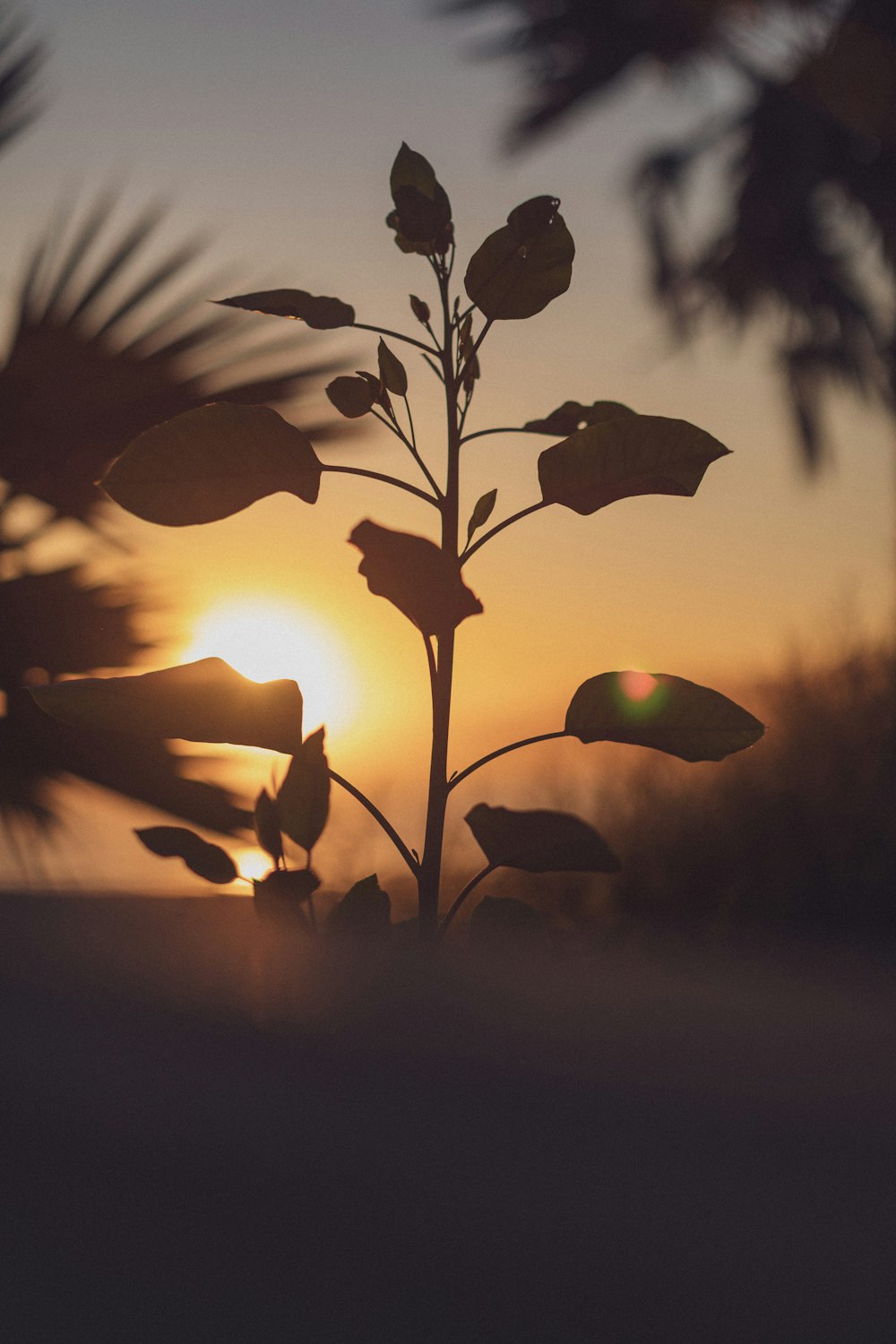 silhouette of plants