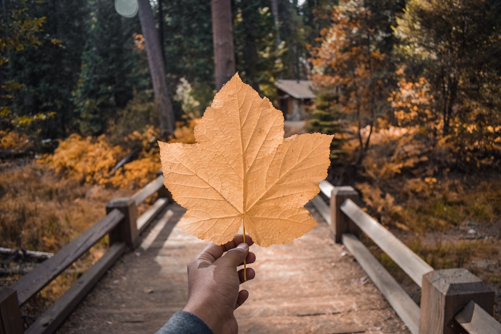 brown maple leaf