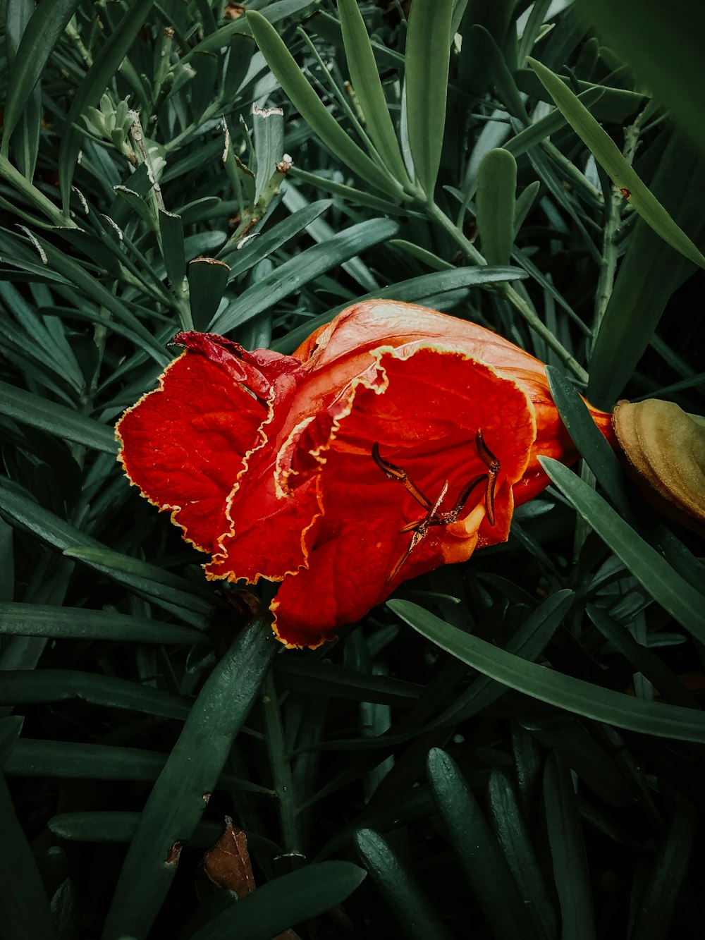 fleur à pétales rouges