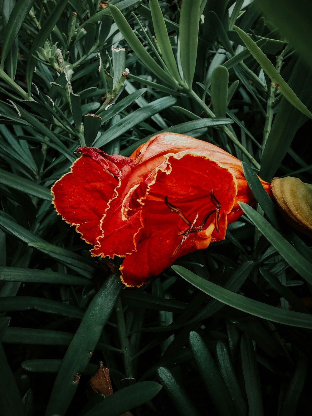 red-petaled flower