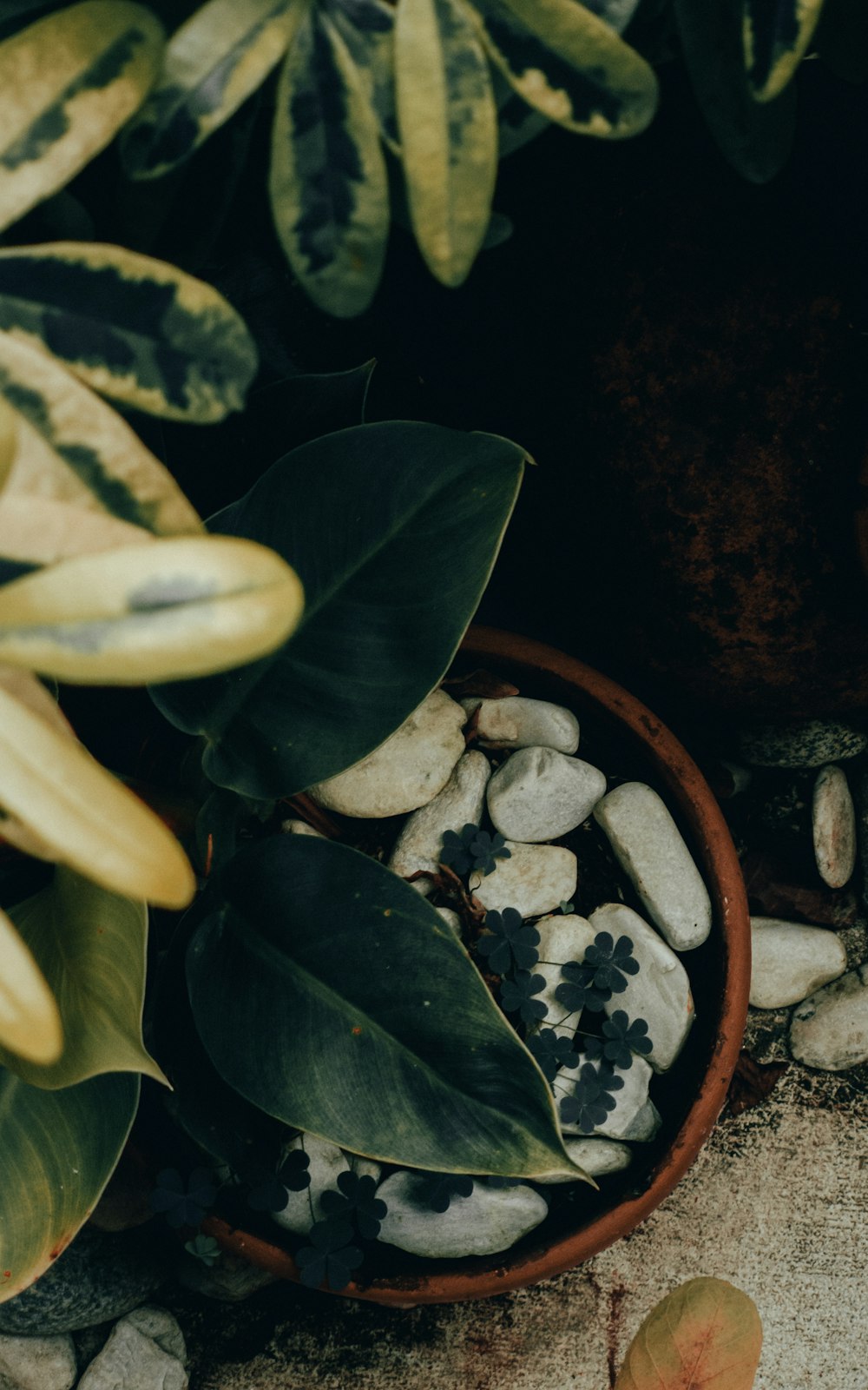 top-view photography of plant in pot